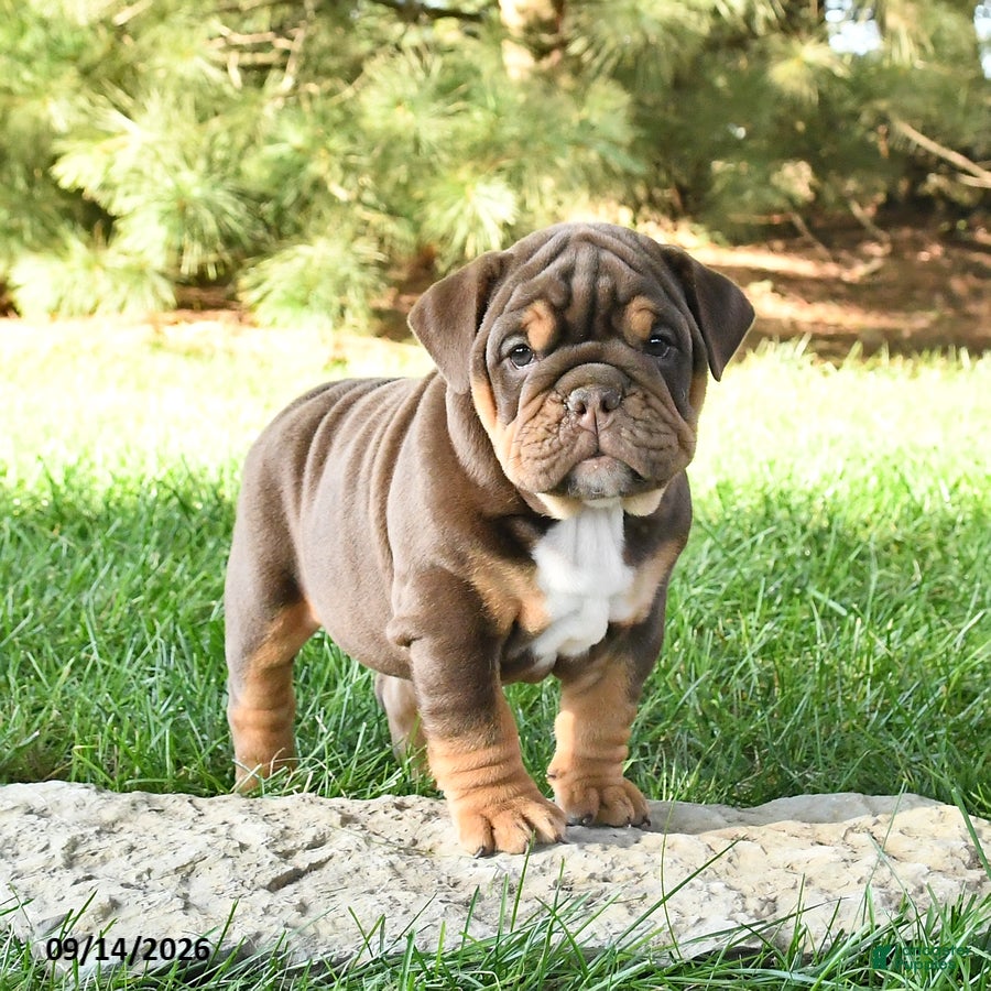 English Bulldog dogs Dixie - Ad 2
