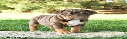 English Bulldog dogs for sale: Dixie - Ad 2
