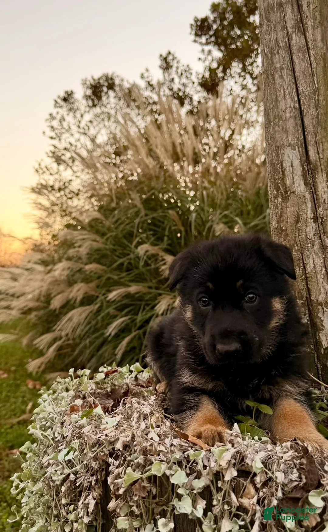 German Shepherd dogs for sale: Oakley - Ad 1