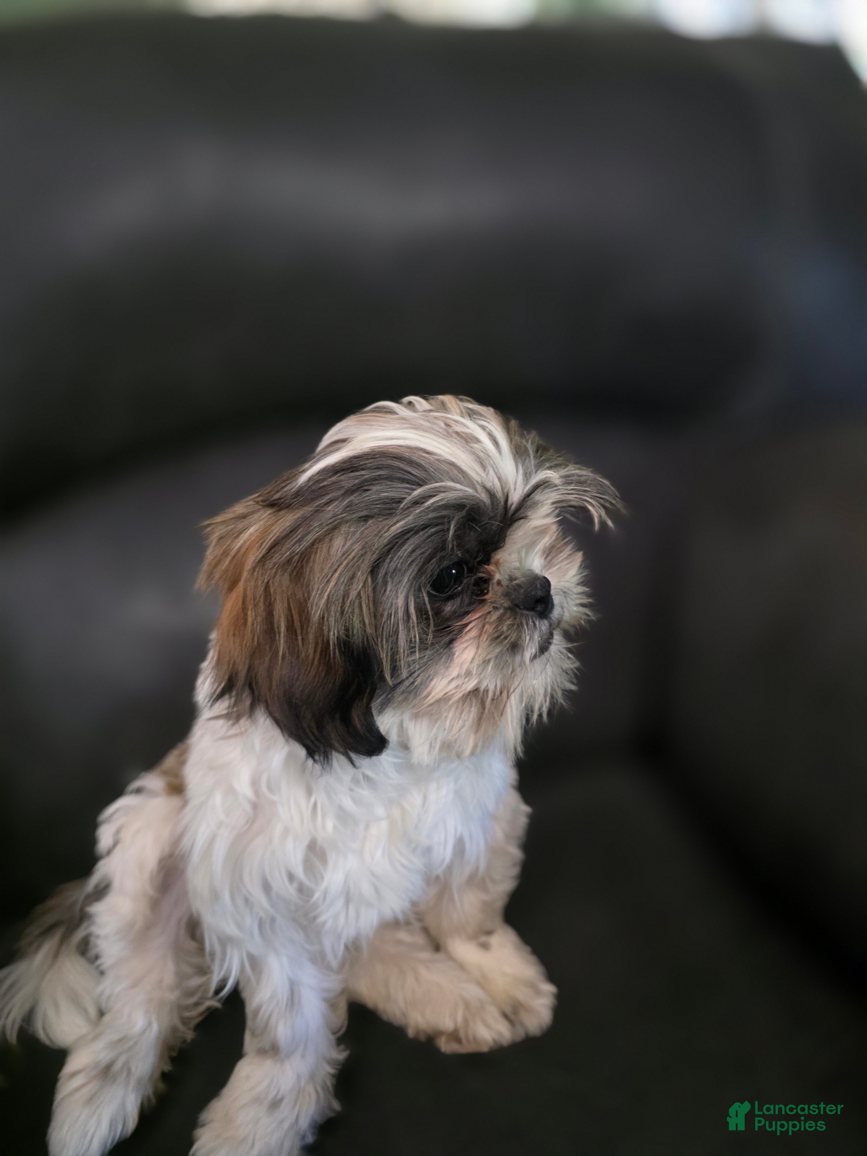 Shih Tzu dogs Potter - Ad 1