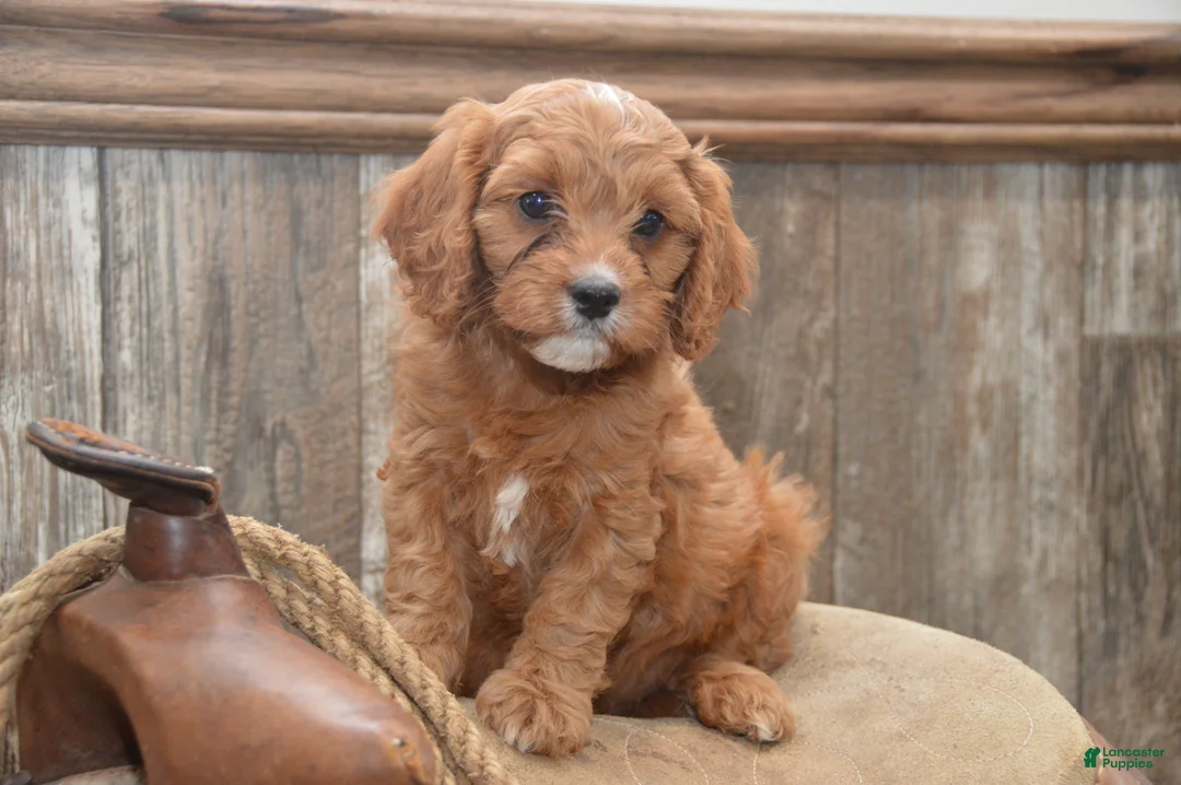 Cavapoo dogs for sale: Laine - Ad 6