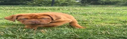 Dogue De Bordeaux dogs for sale: Dogue De Bordeaux 1 - Ad 2