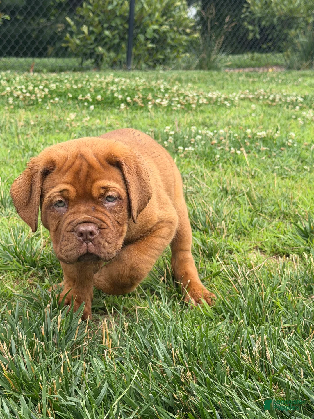 Dogue De Bordeaux dogs for sale: Dogue De Bordeaux 1 - Ad 2