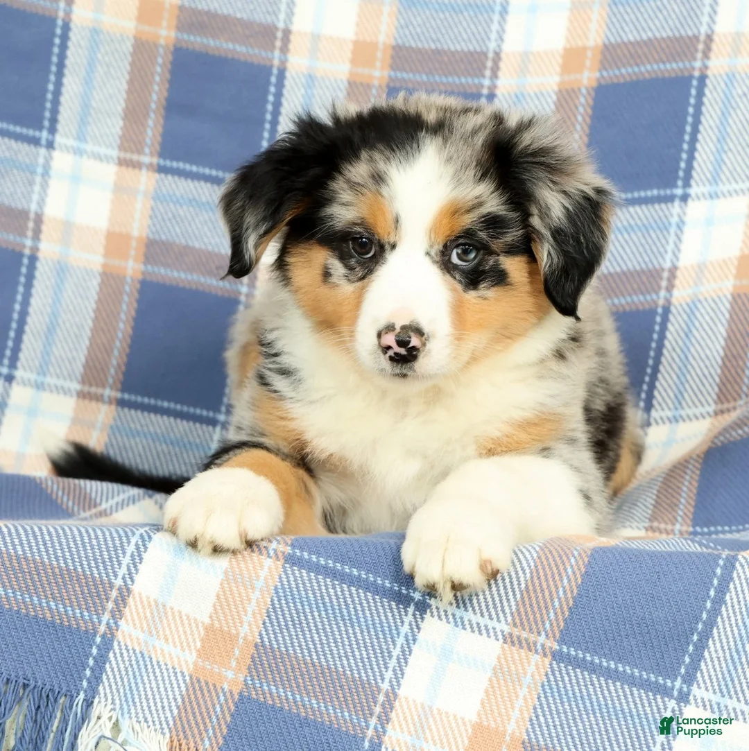 Australian Shepherd dogs for sale: Macey - Ad 1