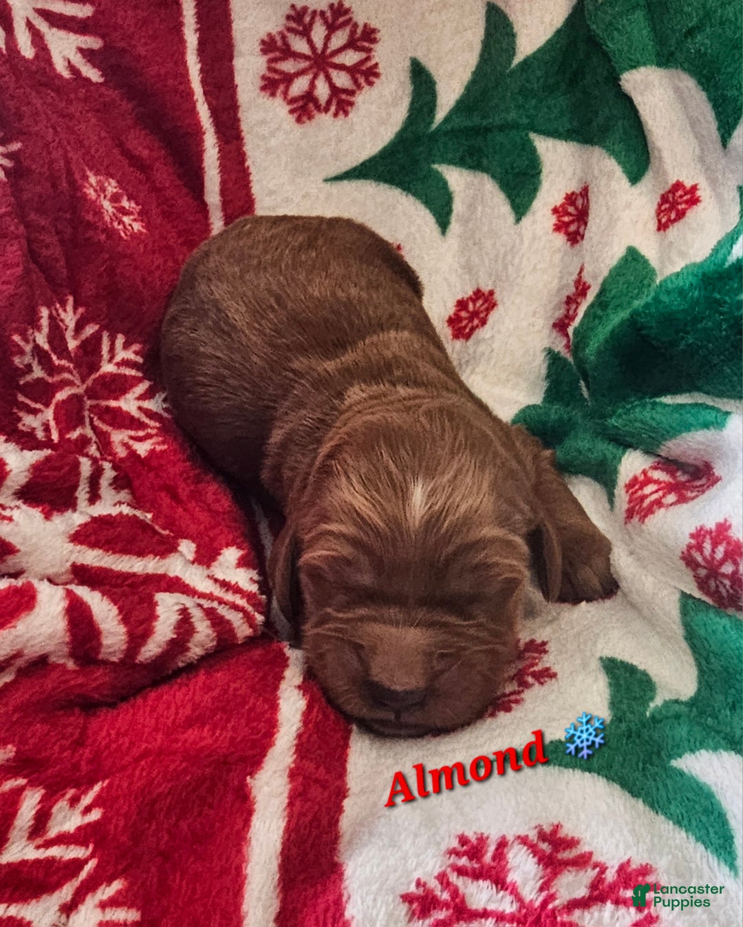 Goldendoodle dogs for sale: Almond - Ad 2
