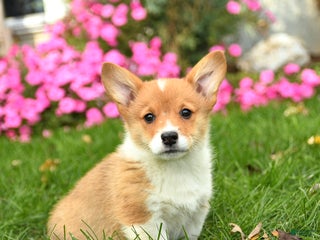 Welsh Corgi Pembroke dogs - Ad 10