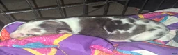 American Pit Bull Terrier dogs for sale: Cowboy - Ad 8