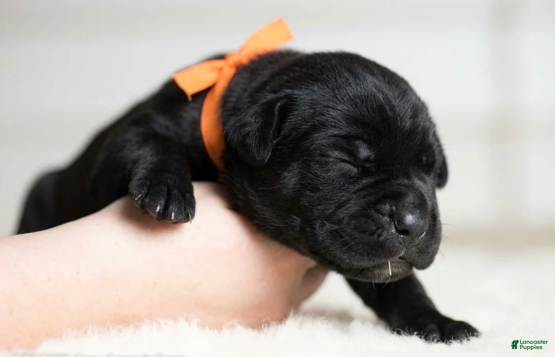 Cane Corso dogs for sale: Black Velvet Abyss Voodoo Bones - Ad 2