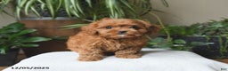 Cavapoo dogs for sale: Lucky - Ad 5
