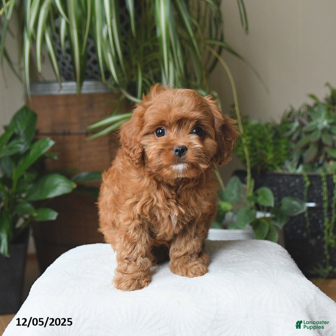 Cavapoo dogs for sale: Lucky - Ad 5