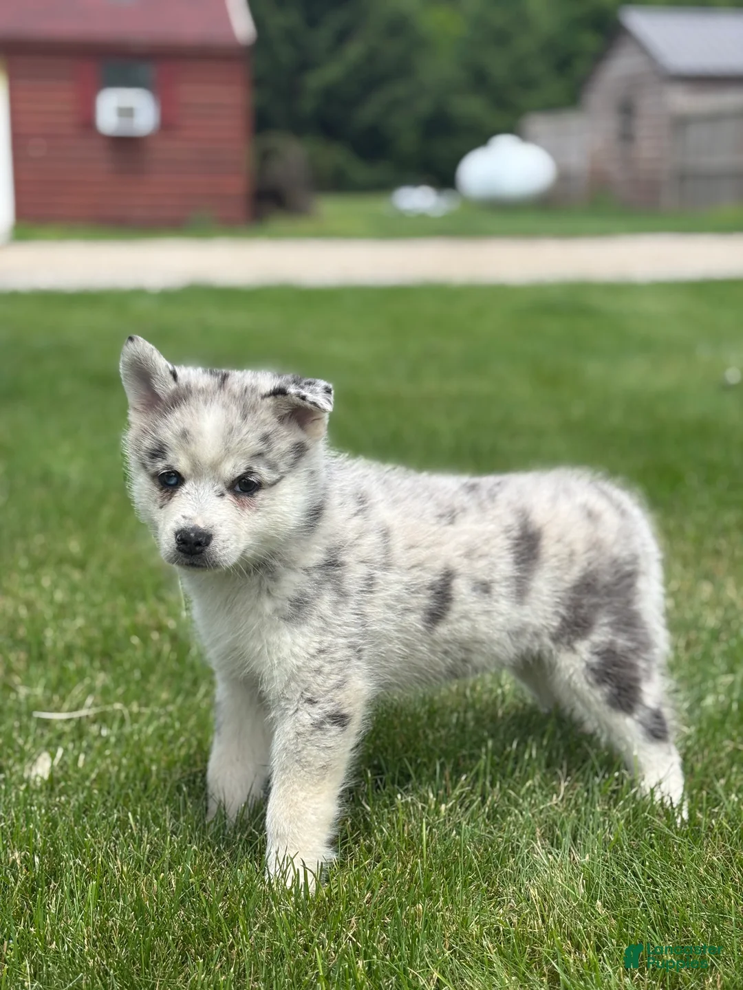 Pomsky dogs for sale: Sterling - Ad 3