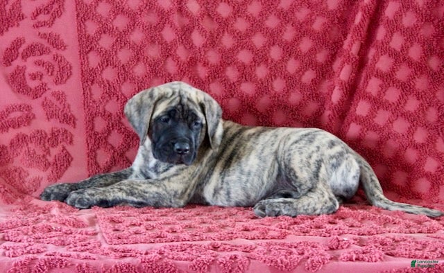 English Mastiff dogs Delila - Ad 15