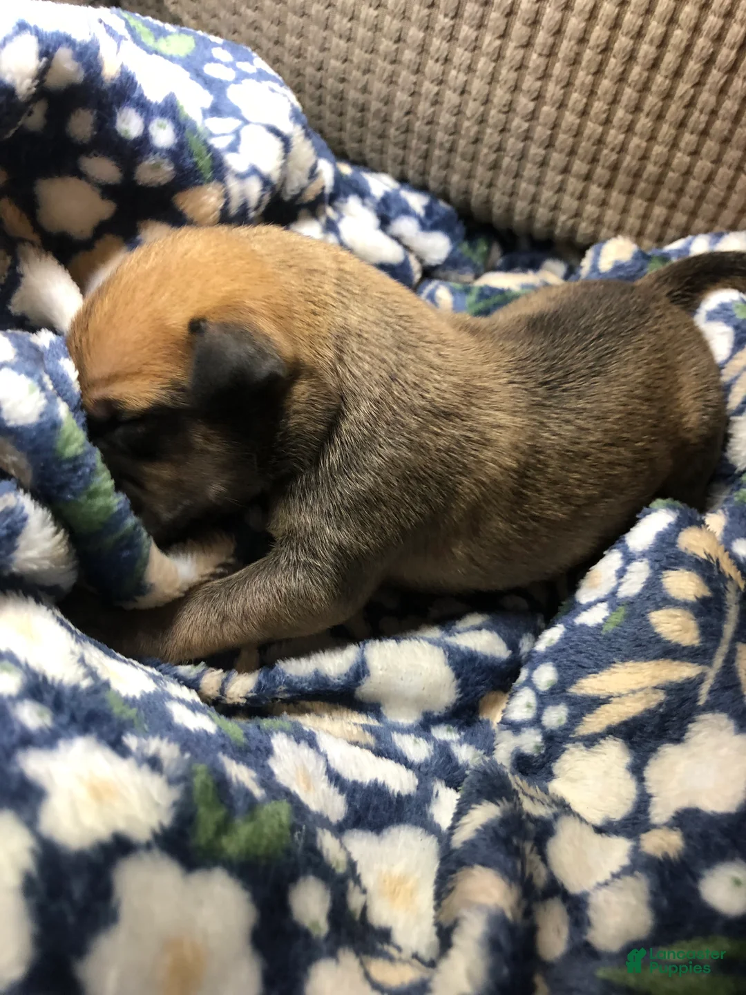 Mixed Breed dogs for sale: Male 3 - Ad 1