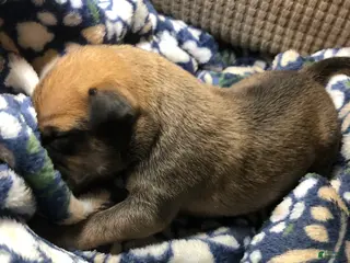 Mixed Breed dogs Male 3 - Ad 29