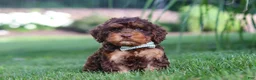 Cockapoo dogs for sale: Seth - Ad 1