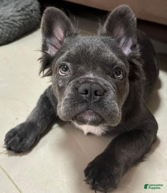 French Bulldog dogs for sale: French Bulldog Puppy 4 - Ad 1