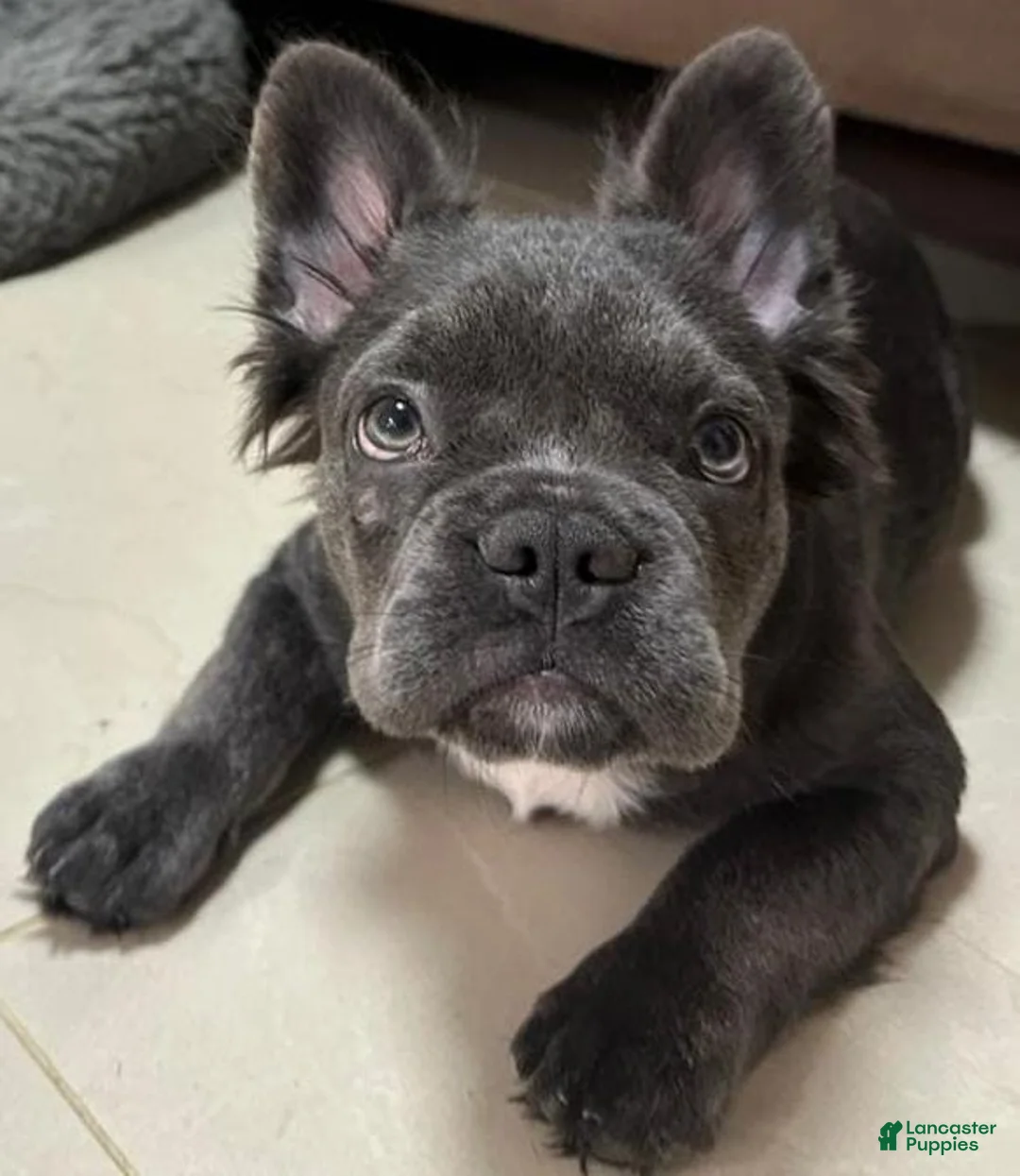 French Bulldog dogs for sale: French Bulldog Puppy 4 - Ad 1