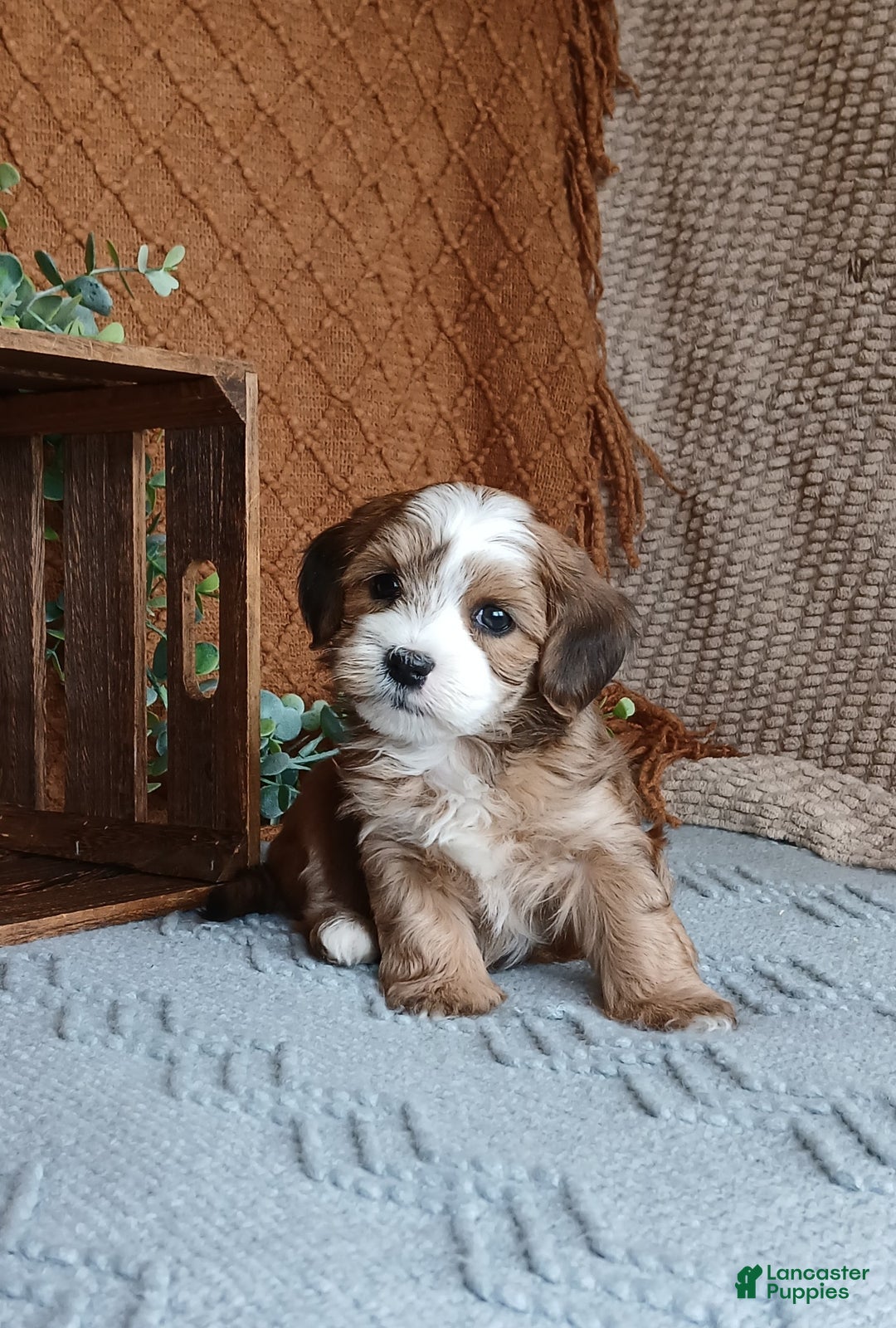 Havanese dogs for sale: Kevin  - Ad 4