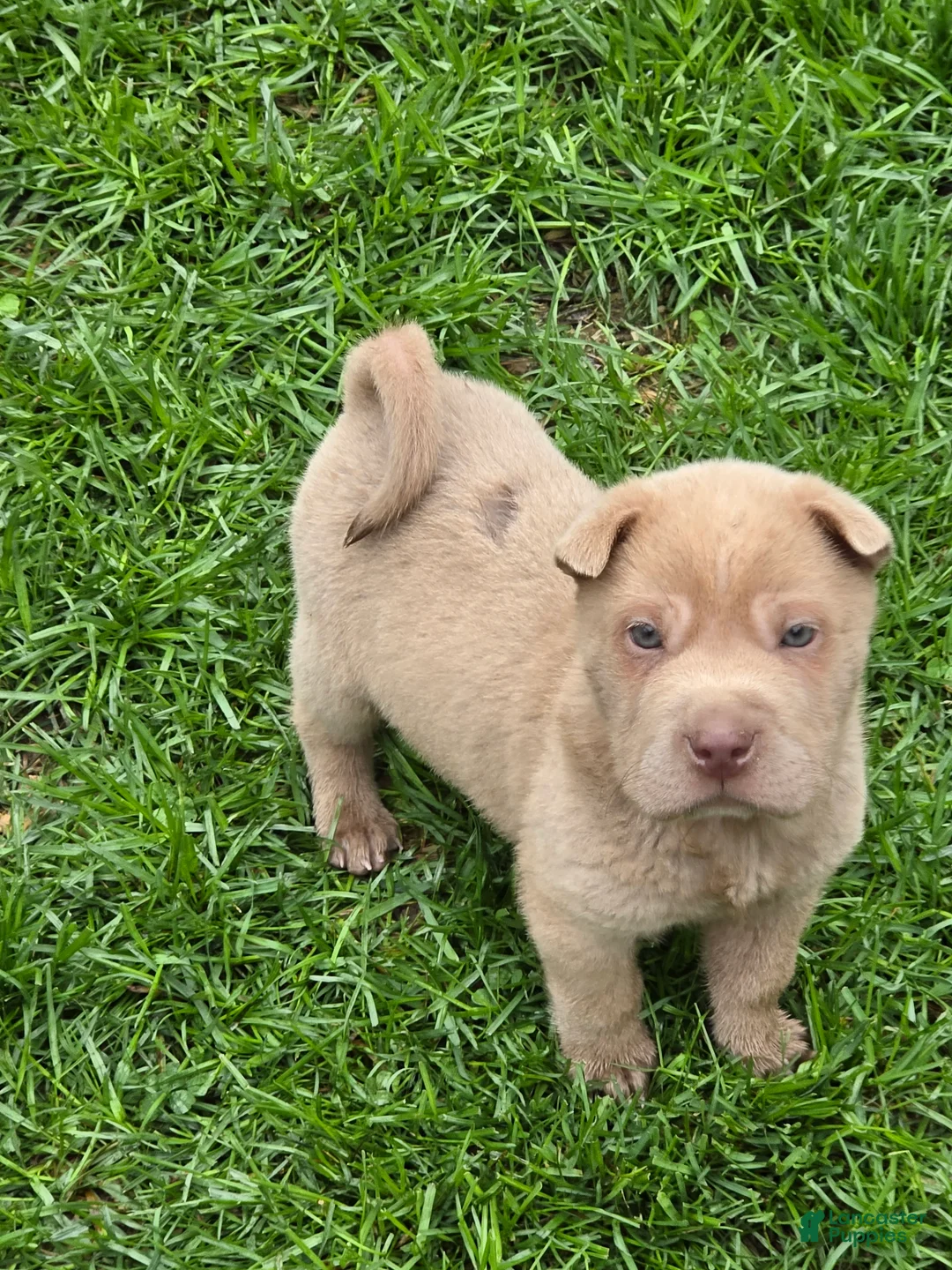 Shar Pei dogs for sale: Barnaby mini lilac  - Ad 1