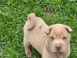Shar Pei dogs for sale: Barnaby mini lilac - Ad 1
