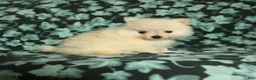 Pomeranian dogs for sale: Tiny tim - Ad 2