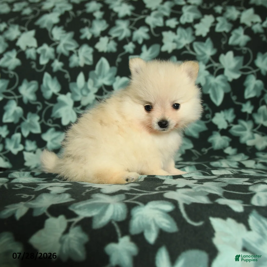Pomeranian dogs for sale: Tiny tim - Ad 2