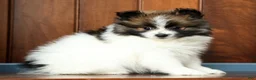 Pomeranian dogs for sale: Bella - Ad 3