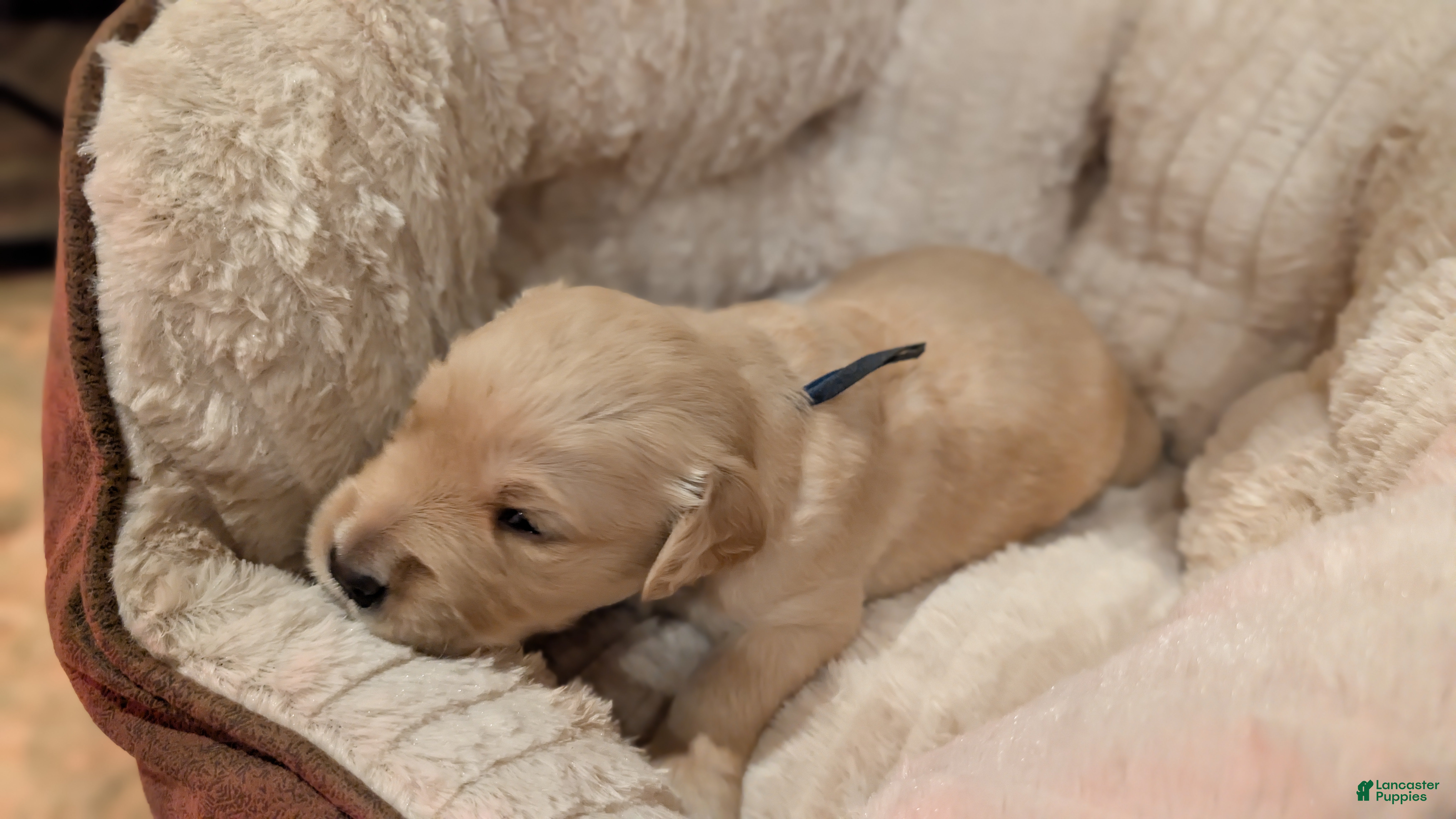 Golden Retriever dogs Golden Retriever (Blue Collar) - Ad 1