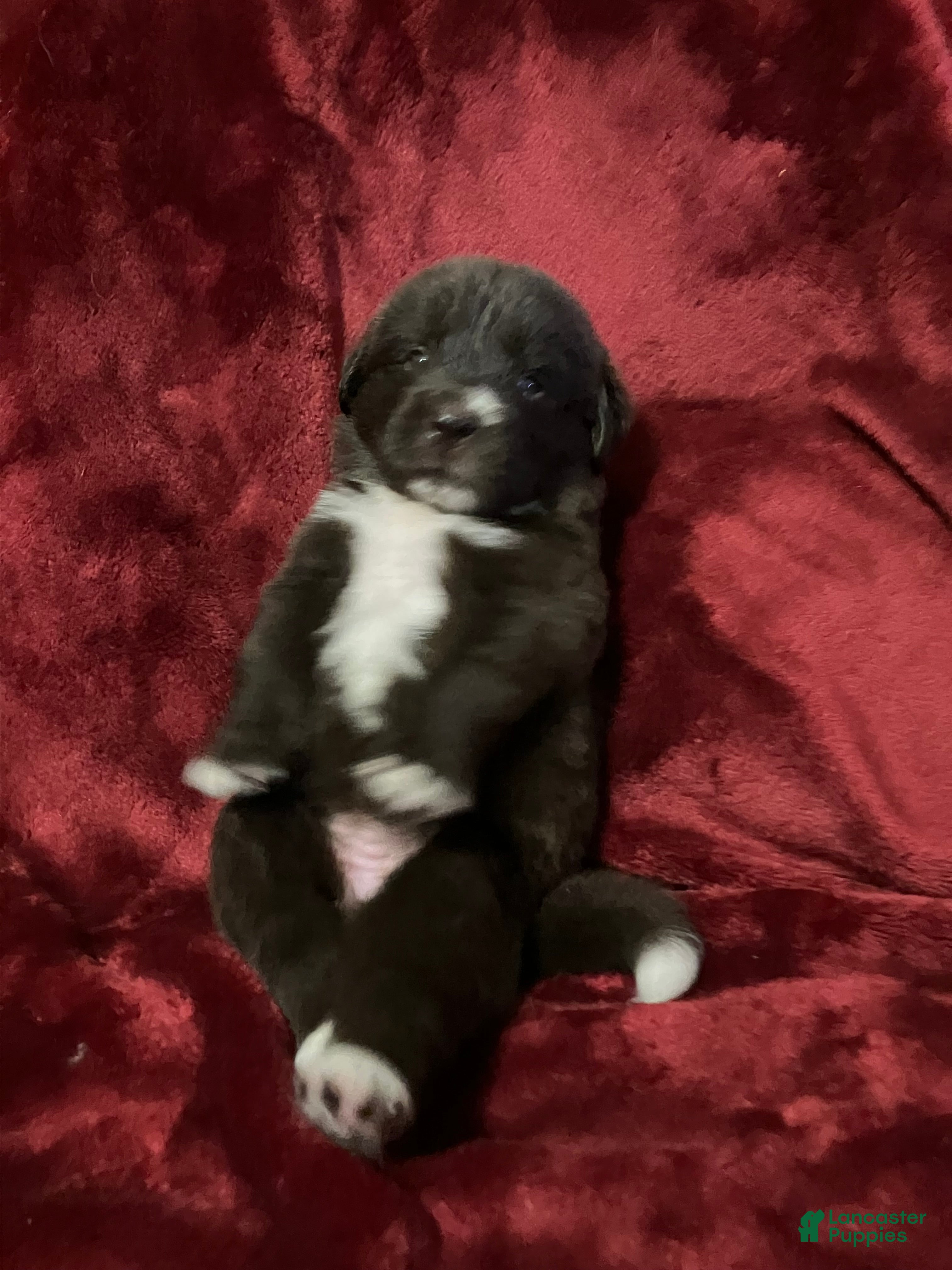 Newfoundland dogs Brownie  - Ad 4