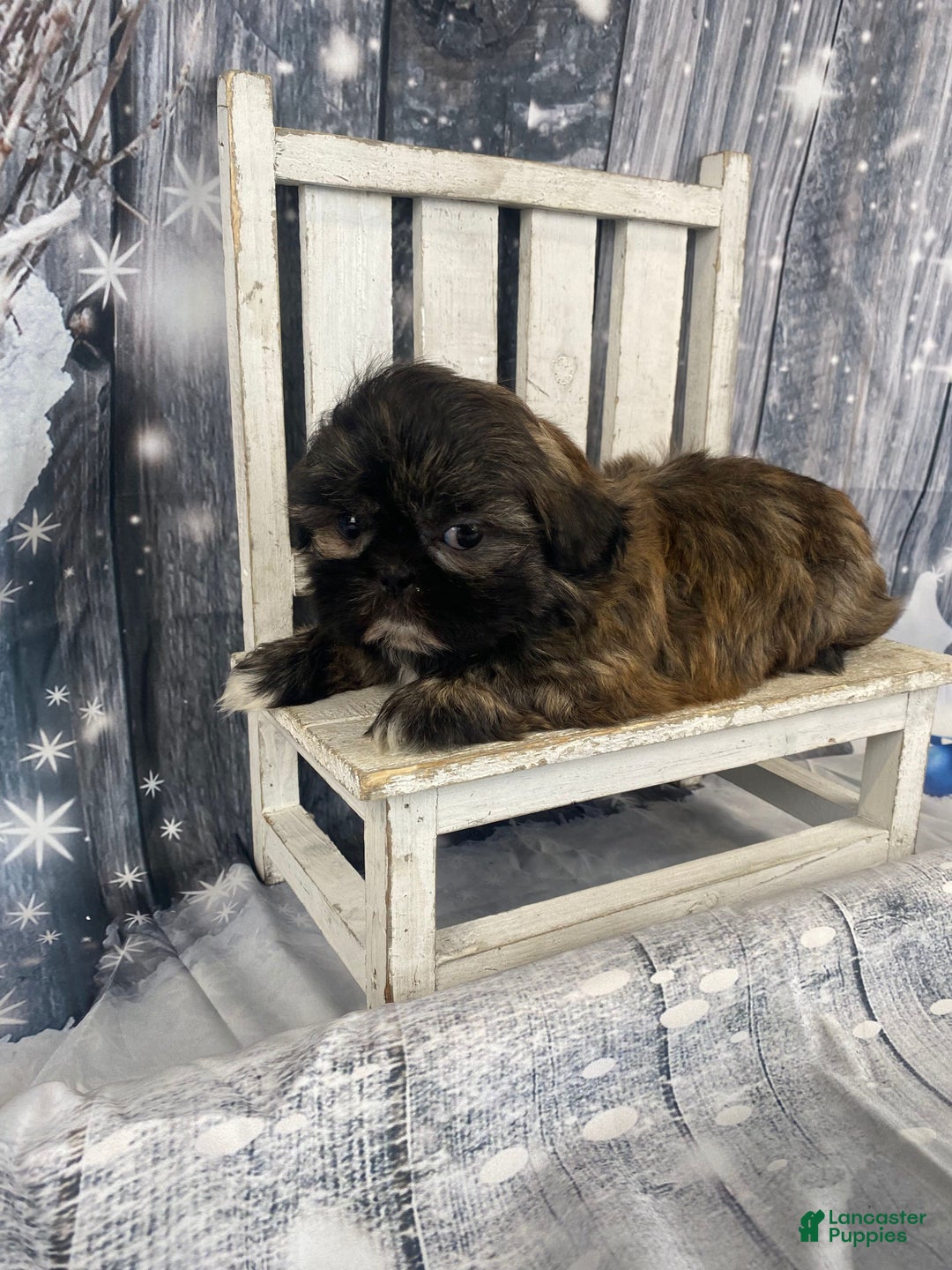 Shih Tzu dogs for sale: Snickers - Ad 6