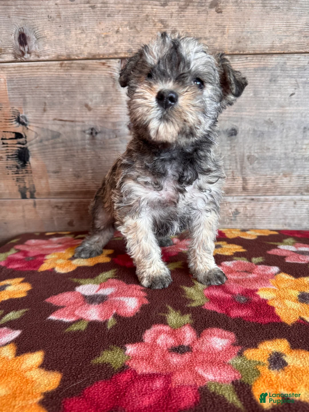 Miniature Schnauzer dogs for sale: Miniature Schnauzer Puppy 5 - Ad 6