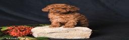 Toy Poodle dogs for sale: Hero - Ad 4