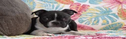 Boston Terrier dogs for sale: Stella - Ad 2
