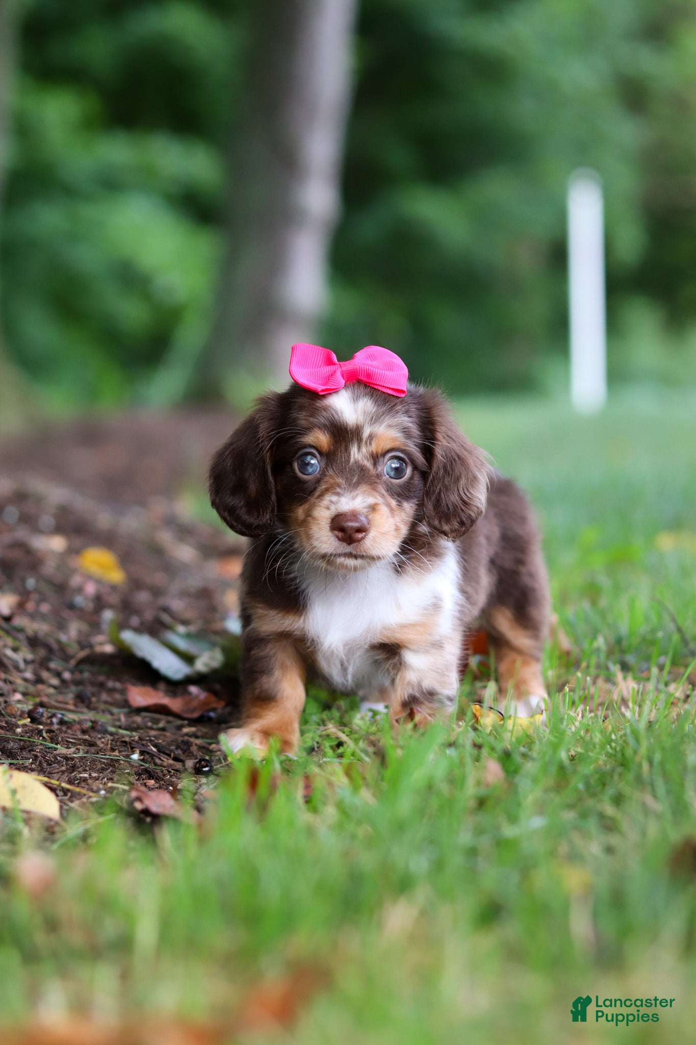Miniature Dachshund dogs Maggie - Ad 1