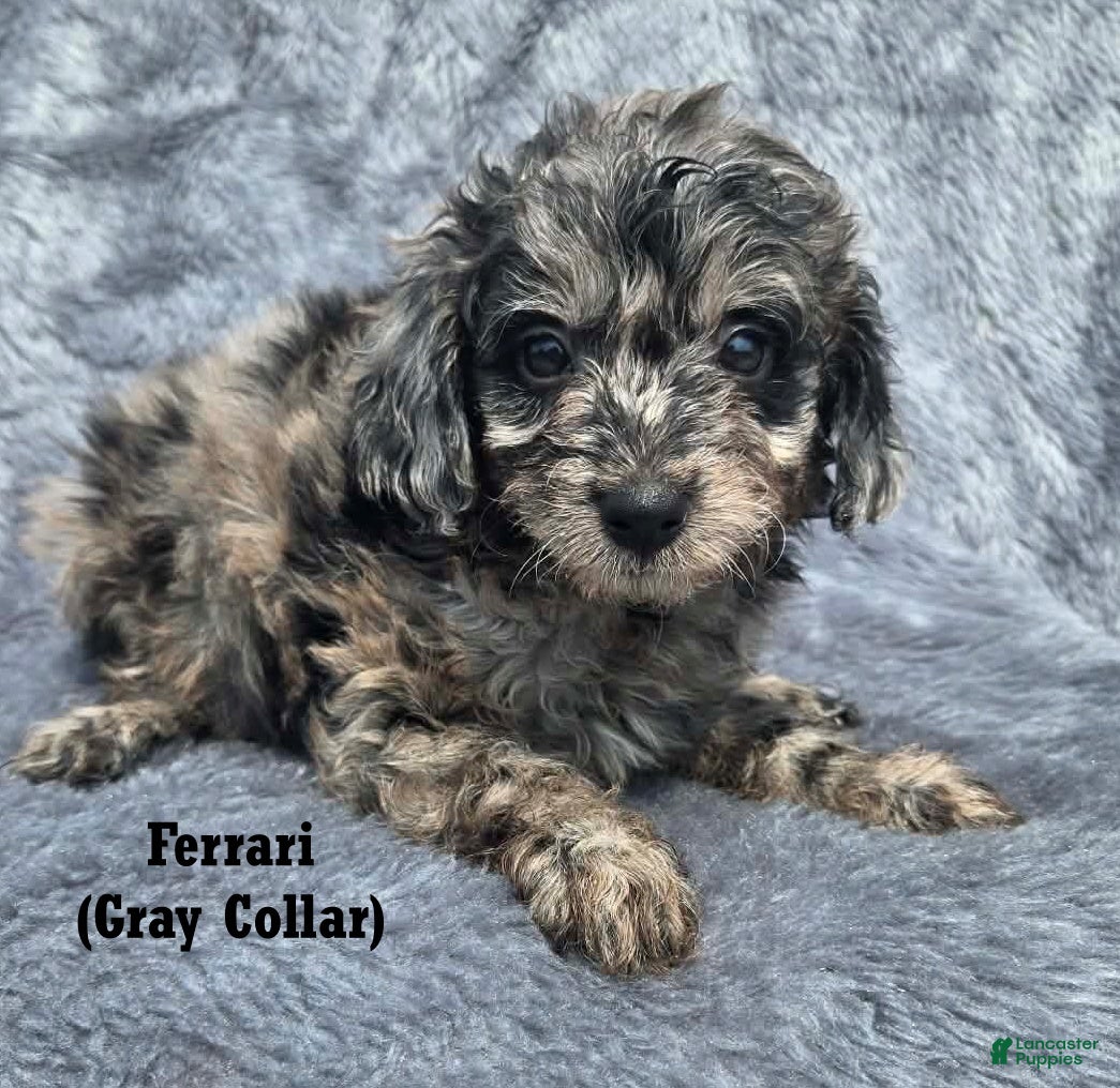 Mini Aussiedoodle dogs Ferrari - Ad 2