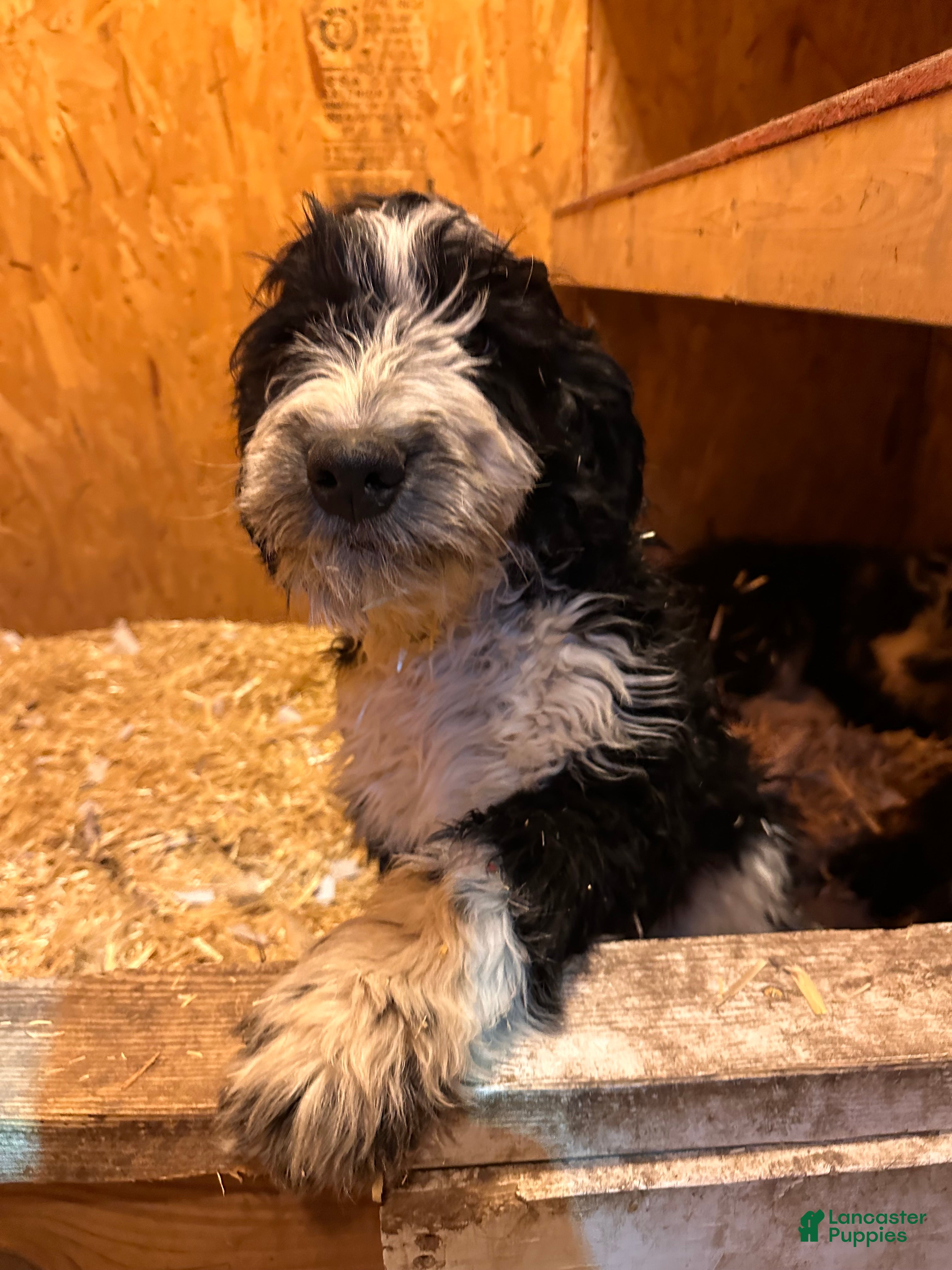 Aussiedoodle dogs Pepper - Ad 7