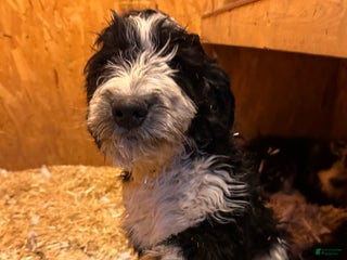 Aussiedoodle dogs Pepper - Ad 7