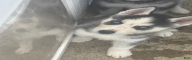 Siberian Husky 1