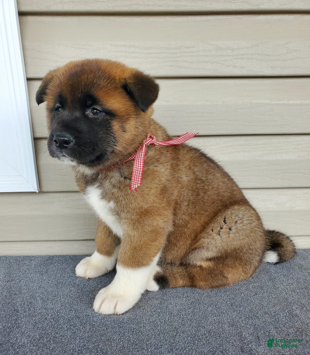 Akita dogs for sale: Indi - Ad 4