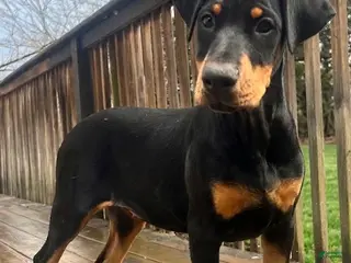 Doberman Pinscher dogs Doberman Natural ear female - Ad 32