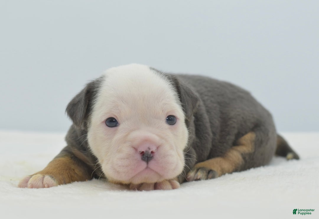 Mixed Breed dogs for sale: Macho blue mini  - Ad 19