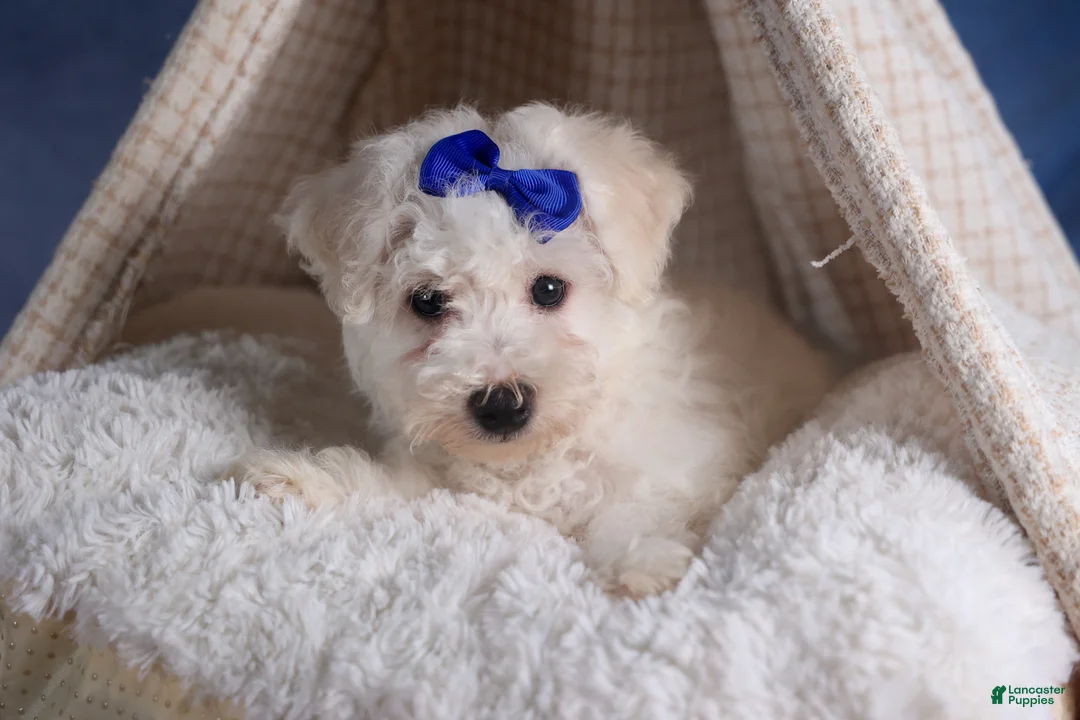 Bichon Frise dogs for sale: Dakota - Ad 5