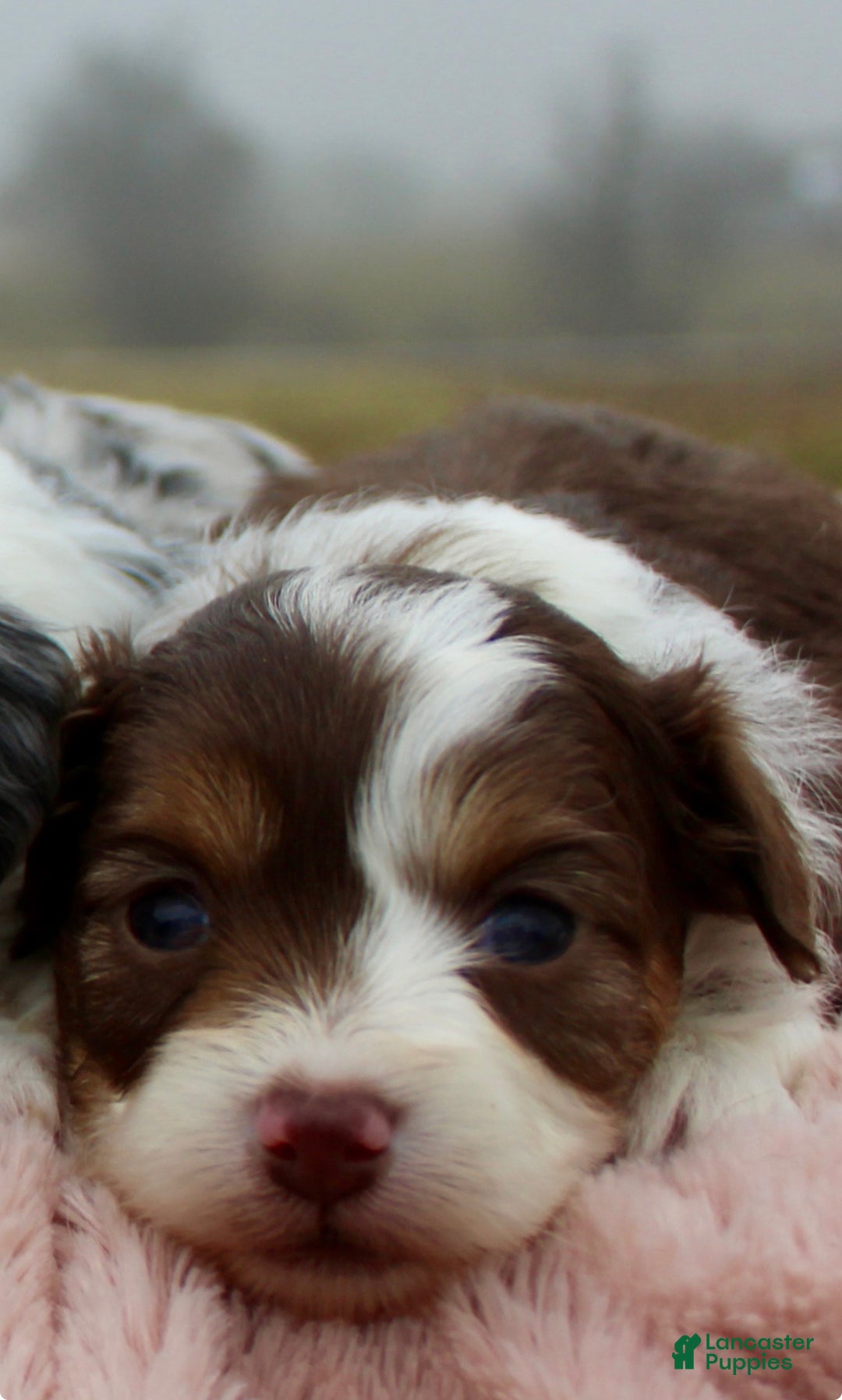 Toy Poodle dogs for sale: Toy Australian Shepherd Puppy Merle Female - Ad 1