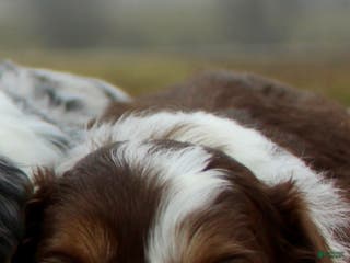 Toy Poodle dogs Toy Australian Shepherd Puppy Merle Female - Ad 21