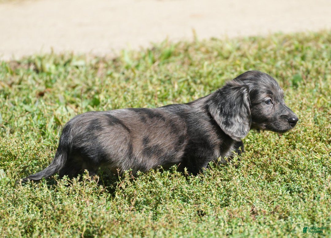 Miniature Dachshund dogs for sale: Grady - Ad 9