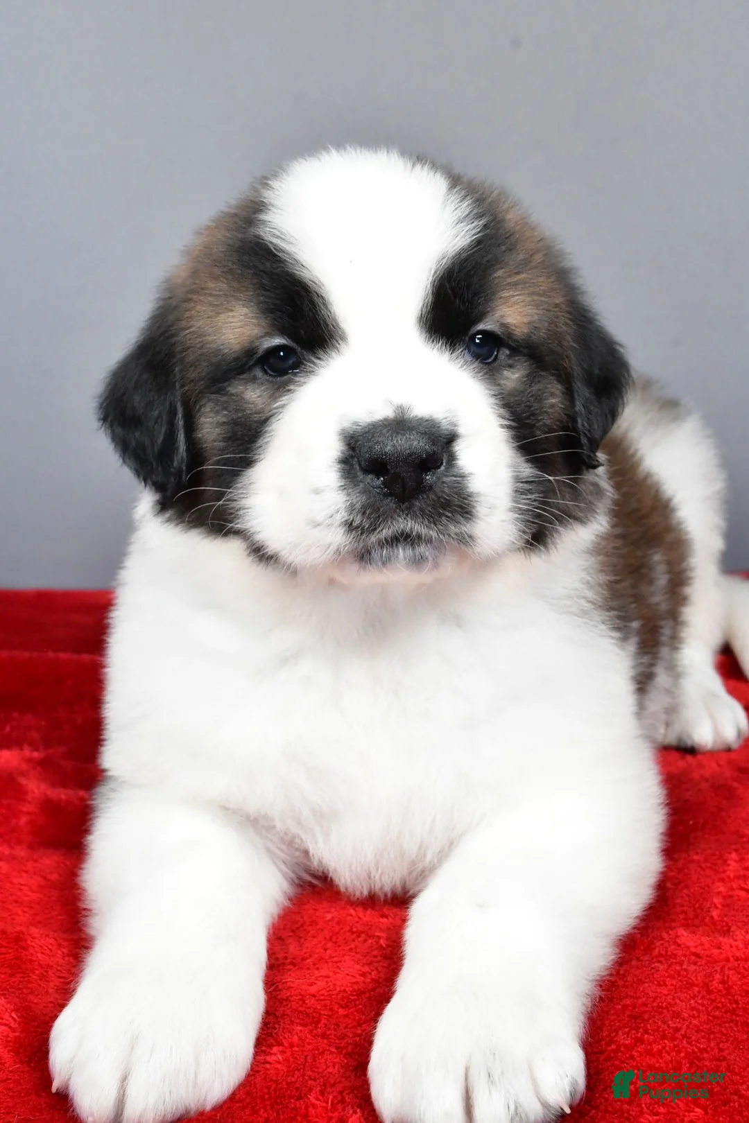 Saint Bernard dogs for sale: amber - Ad 5