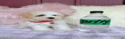 Maltipoo dogs for sale: ❤️ Bowdy ❤️ - Ad 4