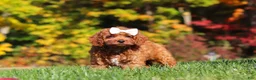 Cockapoo dogs for sale: Magnolia - Ad 4