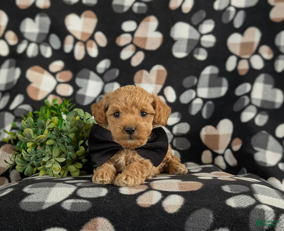 Bichpoo dogs for sale: Parkinson 9 lbs Full Grown - Ad 6
