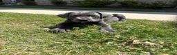 Mixed Breed dogs for sale: Mixed Breed 1 - Ad 2